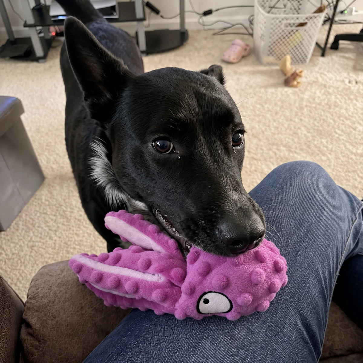 OctoPaws™