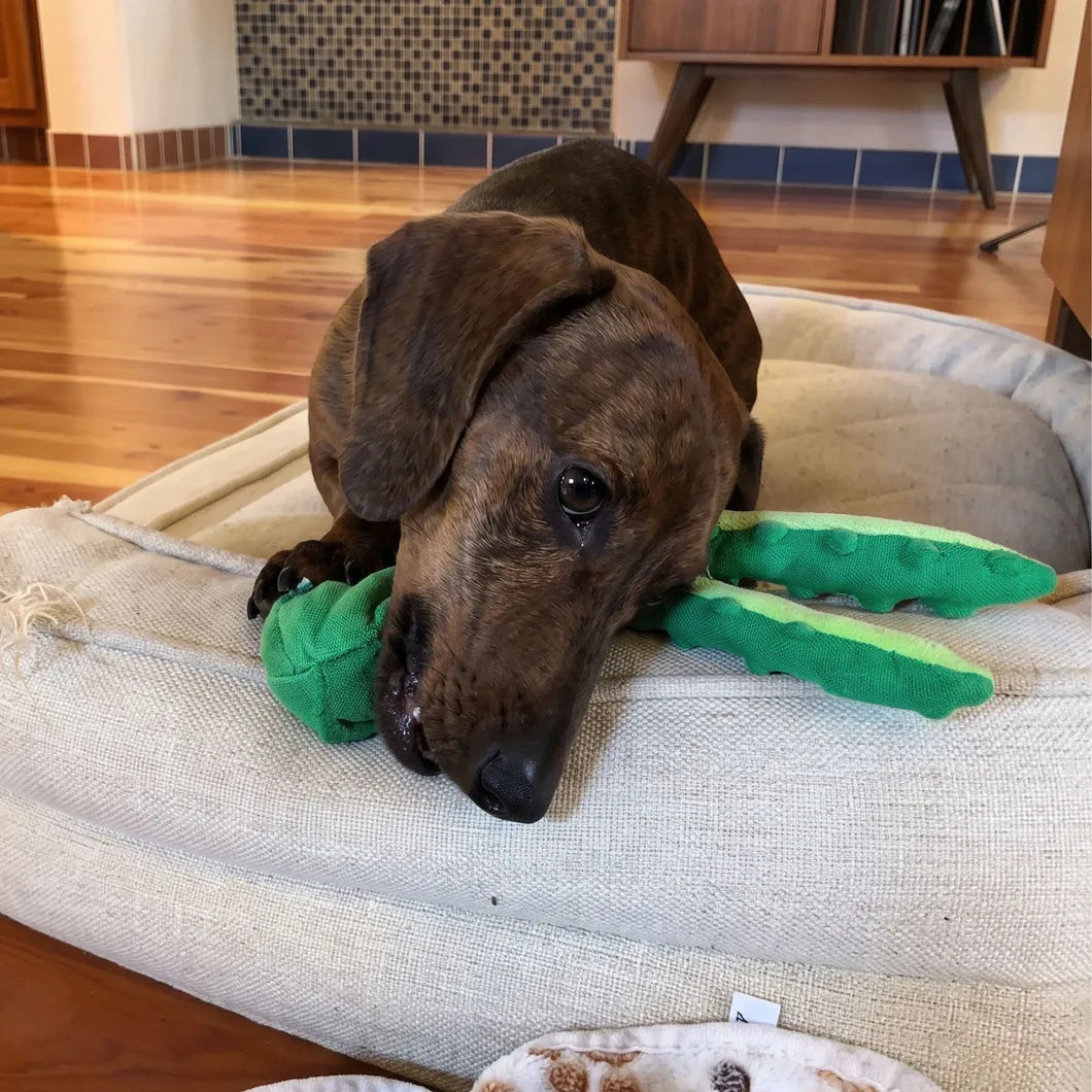 OctoPaws™